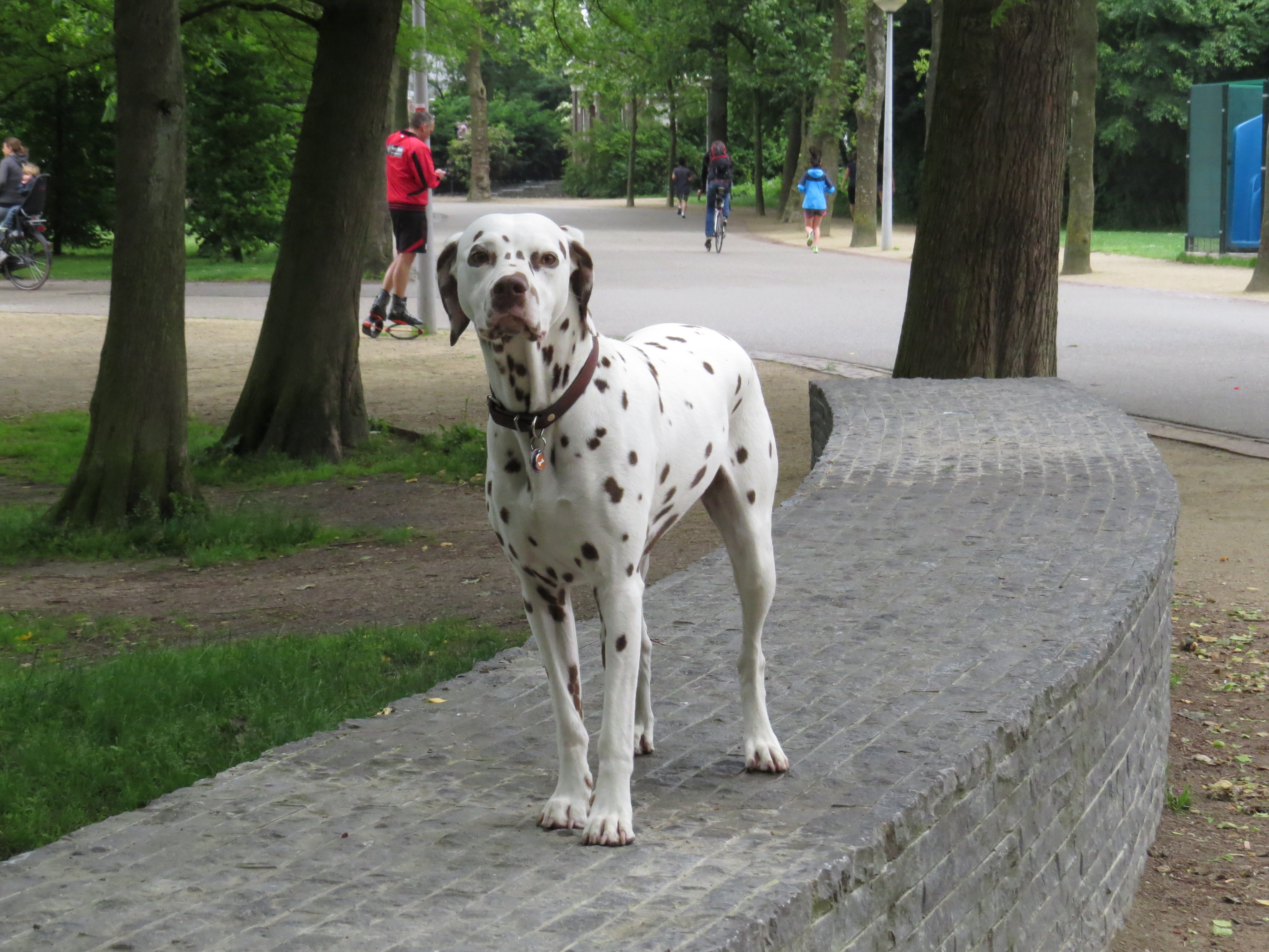 Amsterdam Dogs Photo Friday